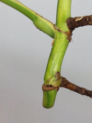 Sad Plants