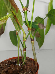 Sad Plants