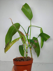 Sad Plants
