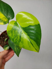 Monstera Aurea Yellow Marilyn