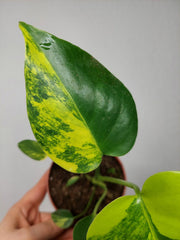 Monstera Aurea Yellow Marilyn