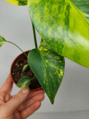 Monstera Aurea Yellow Marilyn