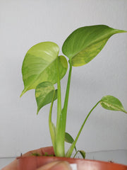Monstera Aurea Yellow Marilyn