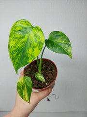 Monstera Aurea Yellow Marilyn