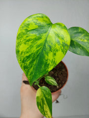 Monstera Aurea Yellow Marilyn