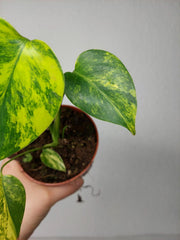 Monstera Aurea Yellow Marilyn