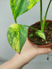 Monstera Aurea Yellow Marilyn