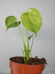Monstera Aurea Yellow Marilyn