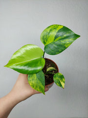 Monstera Aurea Yellow Marilyn
