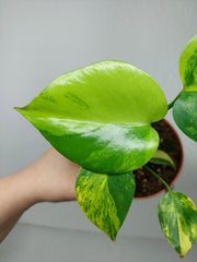 Monstera Aurea Yellow Marilyn