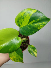 Monstera Aurea Yellow Marilyn