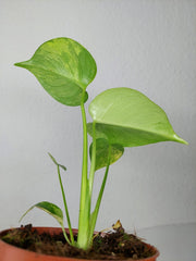 Monstera Aurea Yellow Marilyn