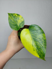 Monstera Aurea Yellow Marilyn