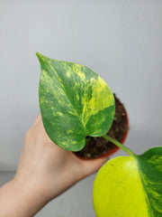 Monstera Aurea Yellow Marilyn