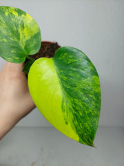 Monstera Aurea Yellow Marilyn