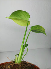 Monstera Aurea Yellow Marilyn