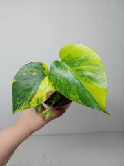 Monstera Aurea Yellow Marilyn