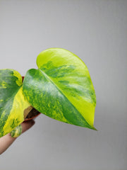 Monstera Aurea Yellow Marilyn