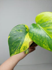 Monstera Aurea Yellow Marilyn
