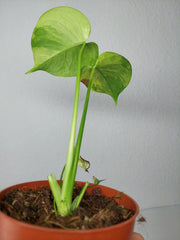 Monstera Aurea Yellow Marilyn