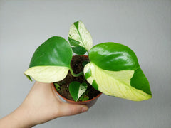 Monstera Jungle Mint