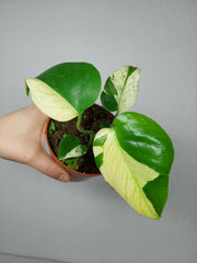 Monstera Jungle Mint