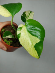 Monstera Jungle Mint