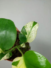 Monstera Jungle Mint