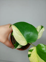 Monstera Jungle Mint