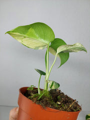 Monstera Jungle Mint