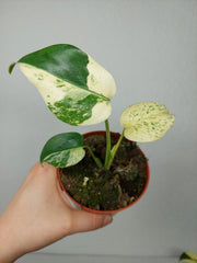 Monstera Jungle Mint