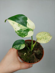 Monstera Jungle Mint