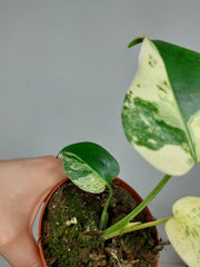 Monstera Jungle Mint