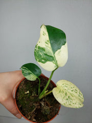 Monstera Jungle Mint