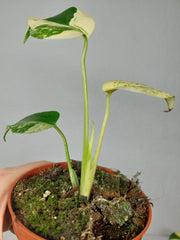 Monstera Jungle Mint