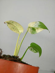 Monstera Jungle Mint