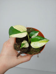 Monstera Jungle Mint