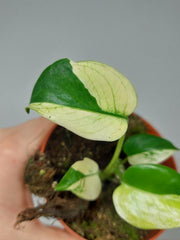 Monstera Jungle Mint