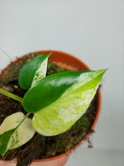 Monstera Jungle Mint