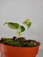 Monstera Jungle Mint