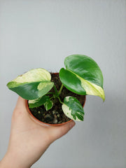 Monstera Jungle Mint