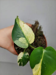Monstera Jungle Mint