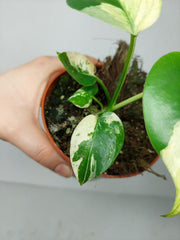 Monstera Jungle Mint