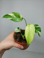 Monstera Jungle Mint