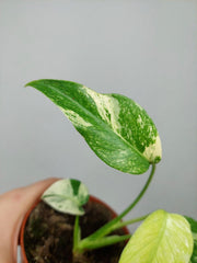 Monstera Jungle Mint