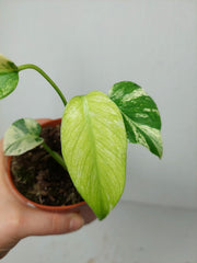 Monstera Jungle Mint