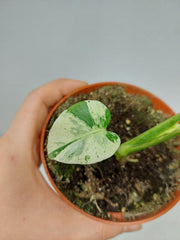 Monstera Jungle Mint