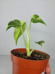 Monstera Jungle Mint