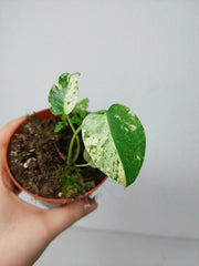 Monstera Jungle Mint