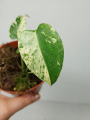 Monstera Jungle Mint